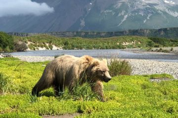 Haines Highway01