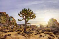 JoshuaTree1