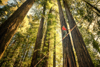 Redwoods1